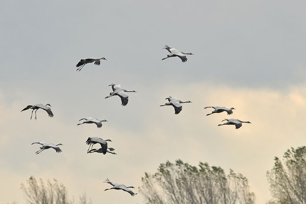 Kraniche im Flug