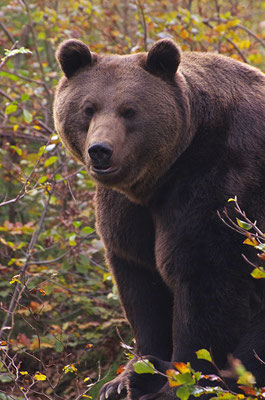 Braunbär, Nationalpark Bayrischer Wald Tierfreigelände Neuschönau