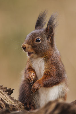 Eichhörnchen