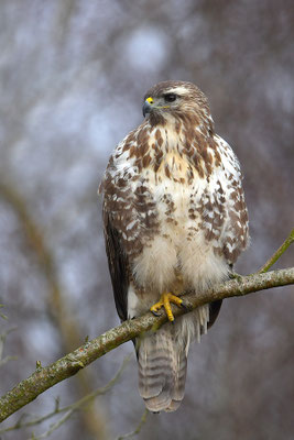 Mäusebussard