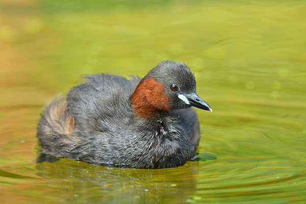 Zwergtaucher