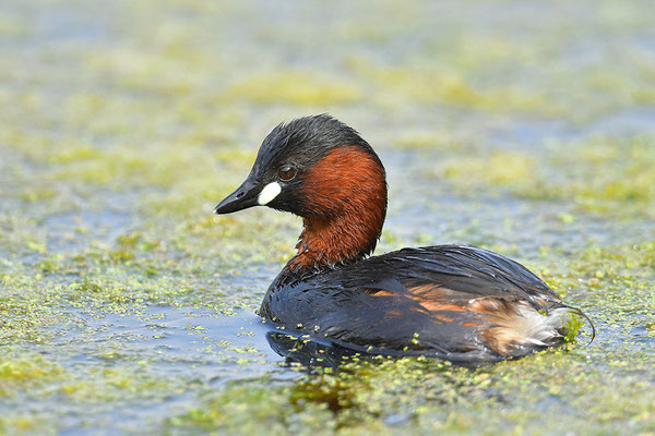 Zwergtaucher