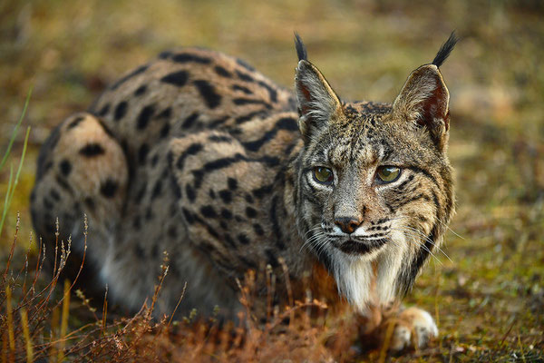 Pardelluchs