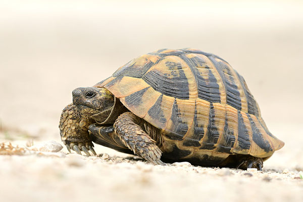 Griechische Landschildkröte
