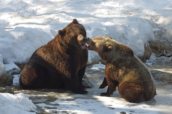 Braunbär Paar, Nationalpark Bayrischer Wald Tierfreigelände Neuschönau