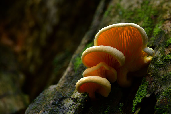 Orangeseitling