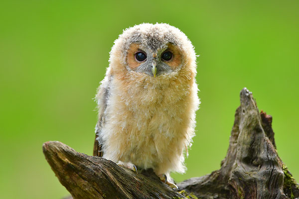 Waldkauz Jungvogel