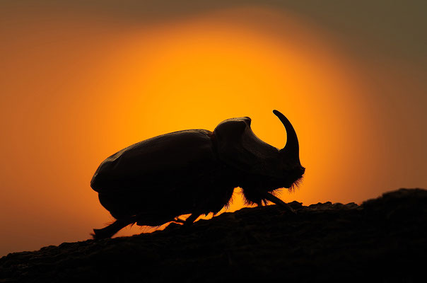Nashornkäfer Männchen im Abendlicht
