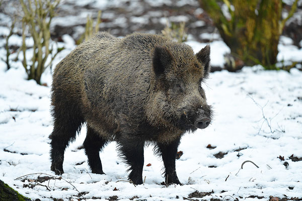 Wildschwein