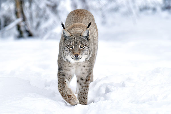 Luchs im Schnee