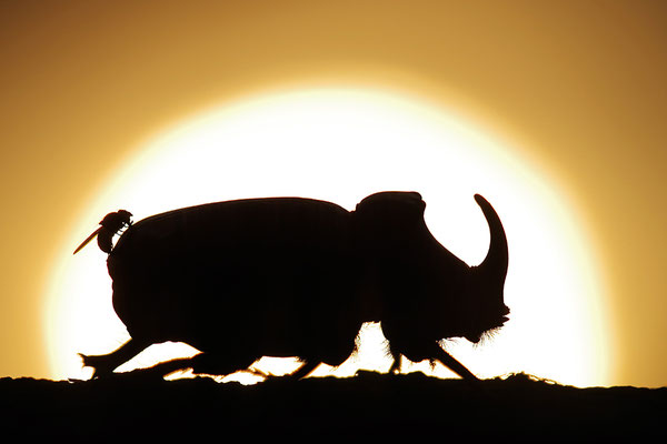 Nashornkäfer Männchen vor dem Sonnenuntergang mit Fliege