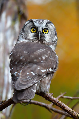 Raufußkauz, Nationalpark Bayrischer Wald Tierfreigelände Neuschönau