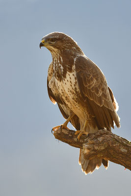 Mäusebussard