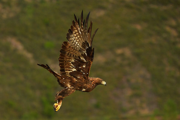 Steinadler