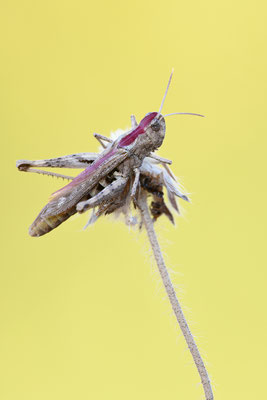 Grashüpfer
