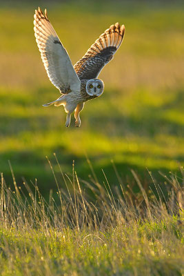 Sumpfohreule im Flug