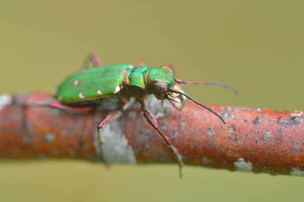 Feldsandlaufkäfer
