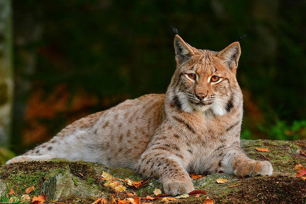 Luchs Nationalpark Bayrischer Wald Tierfreigelände Neuschönau