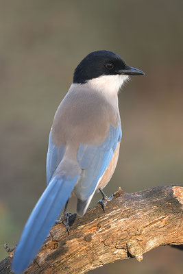 Blauelster