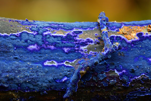 Blauer Rindenpilz