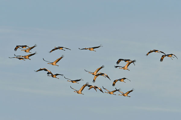 Kraniche im Flug