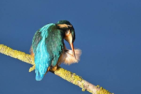 Eisvogel Weibchen