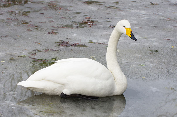 Singschwan