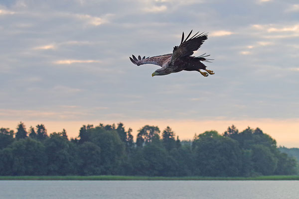 Seeadler beim Fischfang