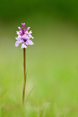 Geflecktes Knabenkraut