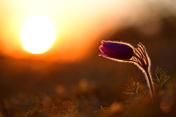 Küchenschelle im Abendlicht