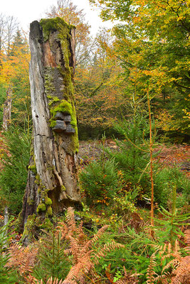 Urwald Nationalpark Eifel