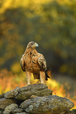 Kaiseradler Jungvogel