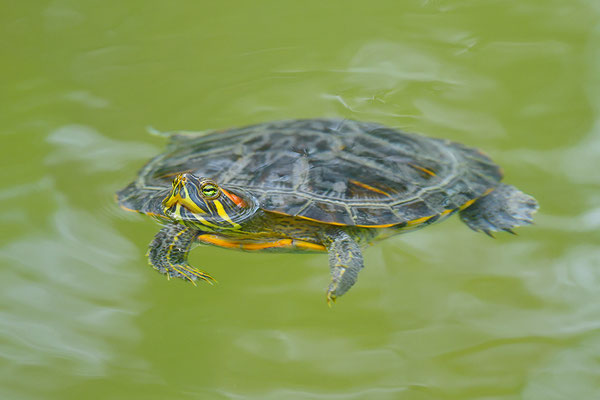 Rotwangenschmuckschildkröte