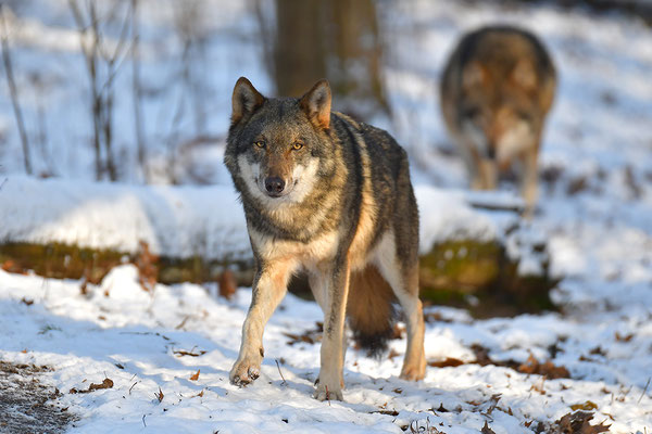 Wolf