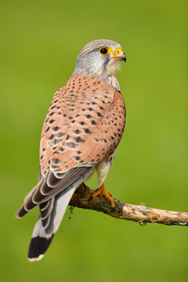 Turmfalke