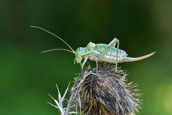 Sattelschrecke Weibchen