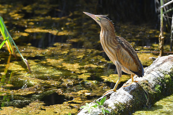 Zwergdommel Jungvogel