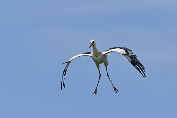 Weißstorch landend