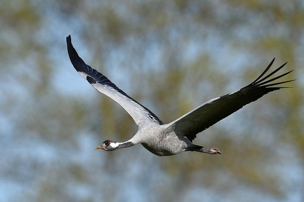 Kranich im Flug