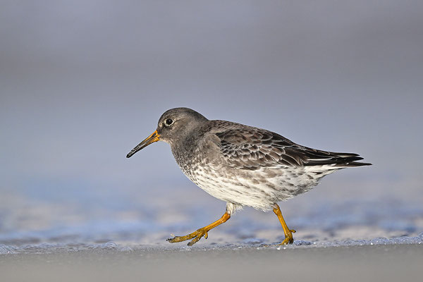 Meerstrandläufer