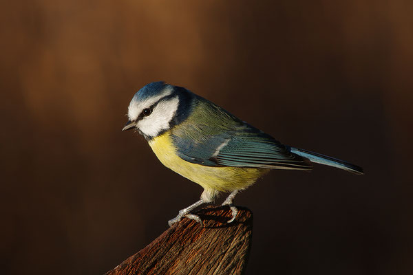 Blaumeise