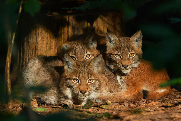 Jungluchse, Tierpark Gangelt
