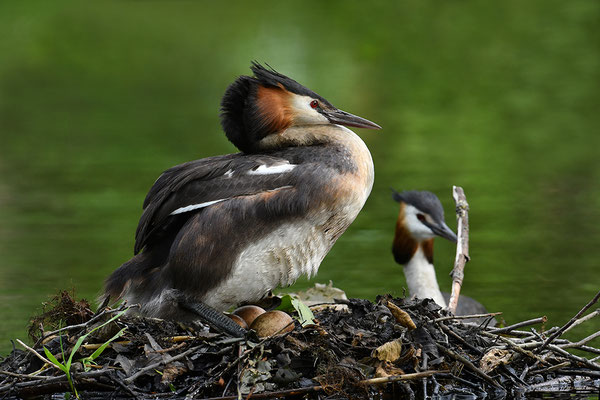 Haubentaucher am Nest