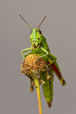 Sumpfschrecke Weibchen