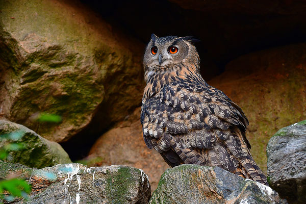 Uhu, Nationalpark Bayrischer Wald Tierfreigelände Neuschönau