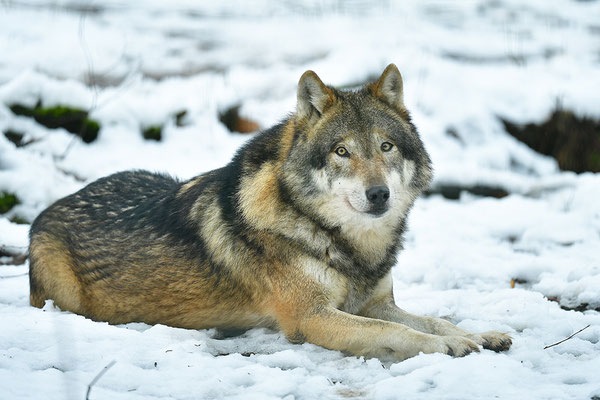Wolf