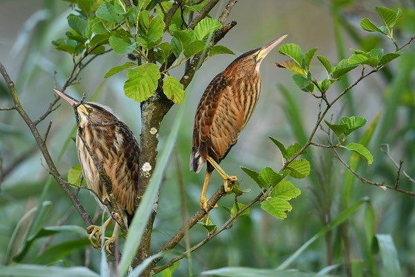 Zwergdommel Jungvögel