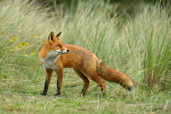 Fuchs