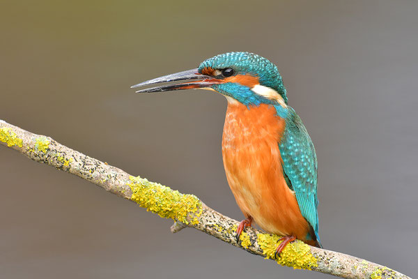 Eisvogel