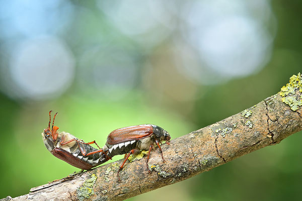 Maikäfer